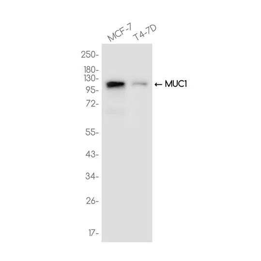 MUC1 Rabbit Monoclonal Antibody - Size: 50µl