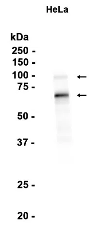 ADAM9 Rabbit Monoclonal Antibody - Size: 100µl