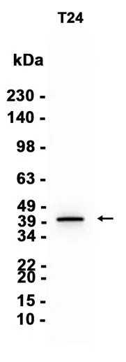 CREB3 Rabbit Monoclonal Antibody - Size: 50µl