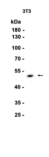 Hsp47 Rabbit Monoclonal Antibody - Size: 50µl