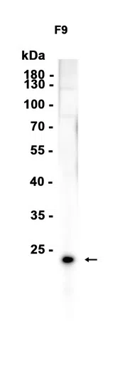 ERAS Rabbit Monoclonal Antibody - Size: 100µl