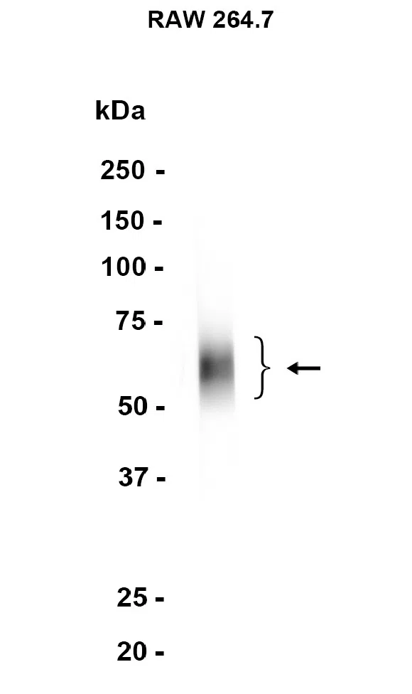 CD80 Rabbit Monoclonal Antibody - Size: 100µl