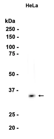 CDCA5 Rabbit Monoclonal Antibody - Size: 100µl