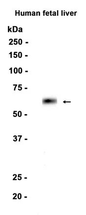 Factor X Rabbit Monoclonal Antibody - Size: 100µl