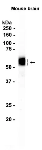 NPTX2 Rabbit Monoclonal Antibody - Size: 100µl