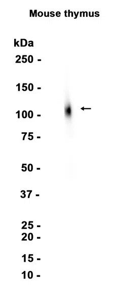 CD26 Rabbit Monoclonal Antibody
