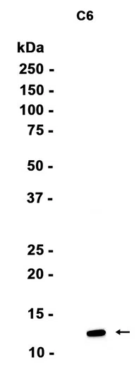 TAX1BP3 Rabbit Monoclonal Antibody - Size: 50µl