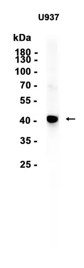 C2orf69 Rabbit Monoclonal Antibody - Size: 50µl