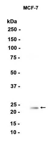 HIKESHI Rabbit Monoclonal Antibody - Size: 50µl