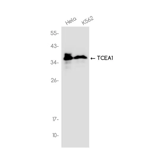 TCEA1 Rabbit Monoclonal Antibody - Size: 50µl