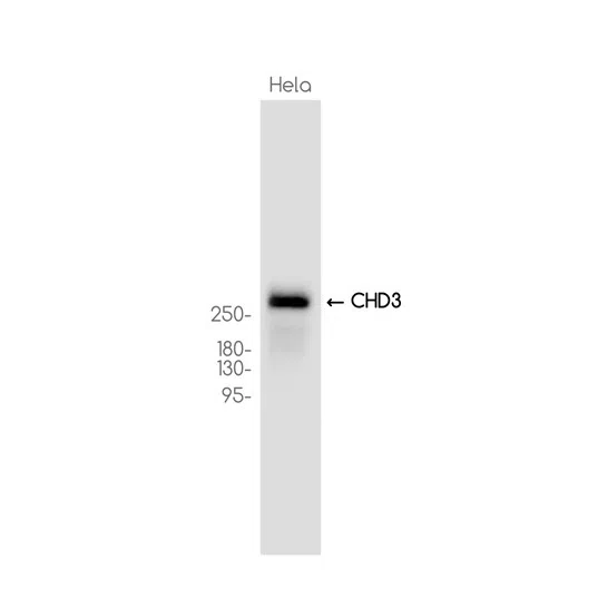 CHD3 Rabbit Monoclonal Antibody - Size: 50µl