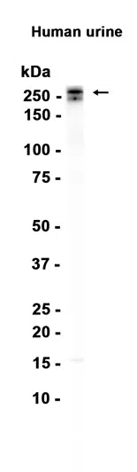 Cubilin Rabbit Monoclonal Antibody - Size: 50µl
