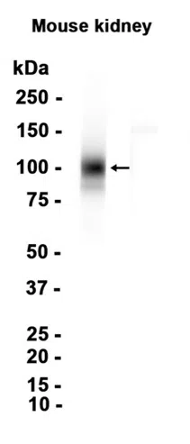 UMOD Rabbit Monoclonal Antibody - Size: 50µl