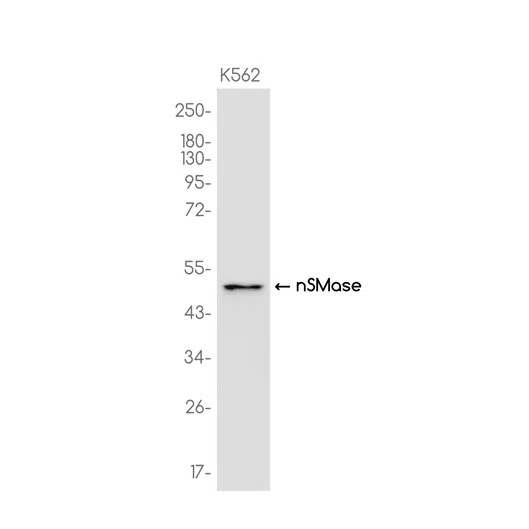 nSMase Rabbit Monoclonal Antibody - Size: 100µl