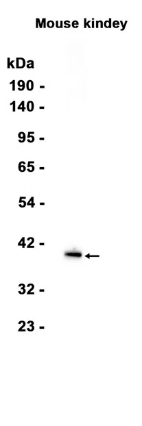 BSND Rabbit Monoclonal Antibody - Size: 100µl