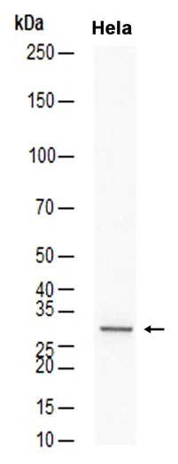 SBDS Rabbit Monoclonal Antibody - Size: 50µl