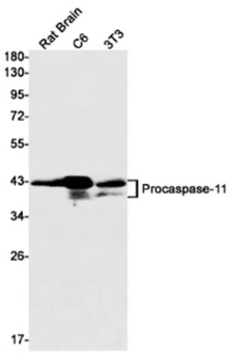 Caspase-11 Rabbit Monoclonal Antibody - Size: 100µl