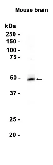 NeuroD2 Rabbit Monoclonal Antibody - Size: 50µl