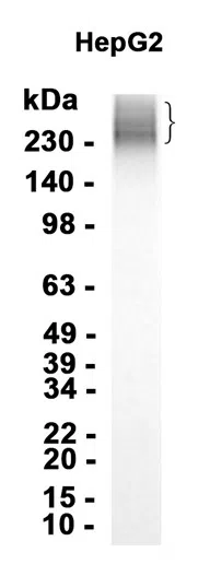 MRP2 Rabbit Monoclonal Antibody - Size: 50µl