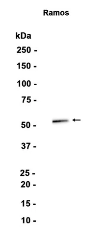 LSP1 Rabbit Monoclonal Antibody