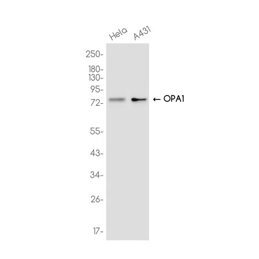 OPA1 Rabbit Monoclonal Antibody - Size: 50µl