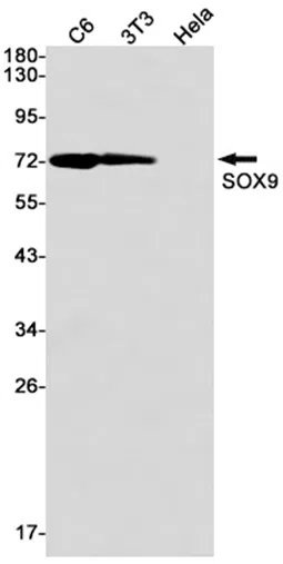SOX9 Rabbit Monoclonal Antibody - Size: 100µl