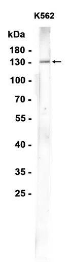Rad21 Rabbit Monoclonal Antibody - Size: 50µl
