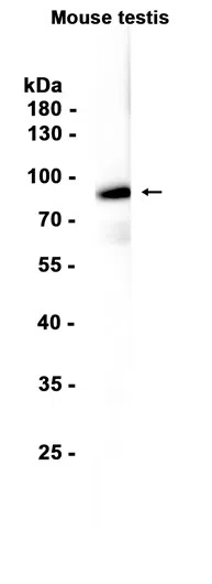 REC8 Rabbit Monoclonal Antibody - Size: 100µl