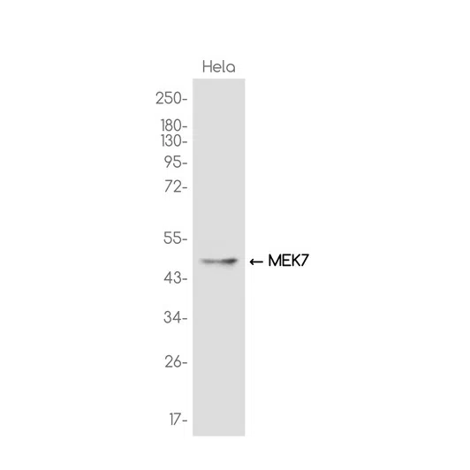 MEK7 Rabbit Monoclonal Antibody