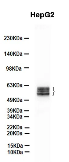 Fetuin A Rabbit Monoclonal Antibody