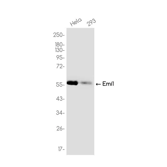 Emi1 Rabbit Monoclonal Antibody - Size: 50µl