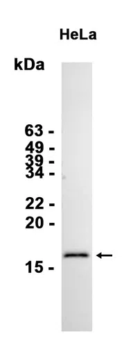 Anterior Gradient 2 Rabbit Monoclonal Antibody - Size: 50µl