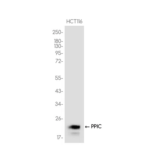 PPIC Rabbit Monoclonal Antibody - Size: 100µl