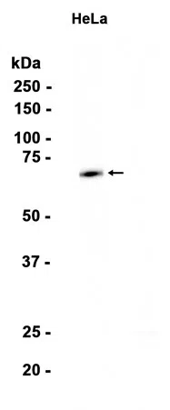 CstF-64 Rabbit Monoclonal Antibody - Size: 100µl