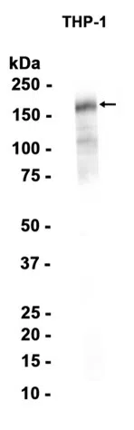 CD13 Rabbit Monoclonal Antibody