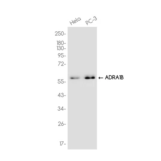 alpha 1b Adrenergic Receptor Rabbit Monoclonal Antibody - Size: 100µl