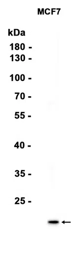 mtTFA Rabbit Monoclonal Antibody - Size: 50µl