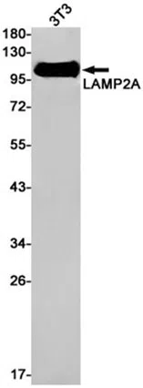 LAMP2A Rabbit Monoclonal Antibody - Size: 50µl