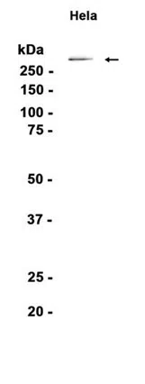 CAD Rabbit Monoclonal Antibody - Size: 50µl