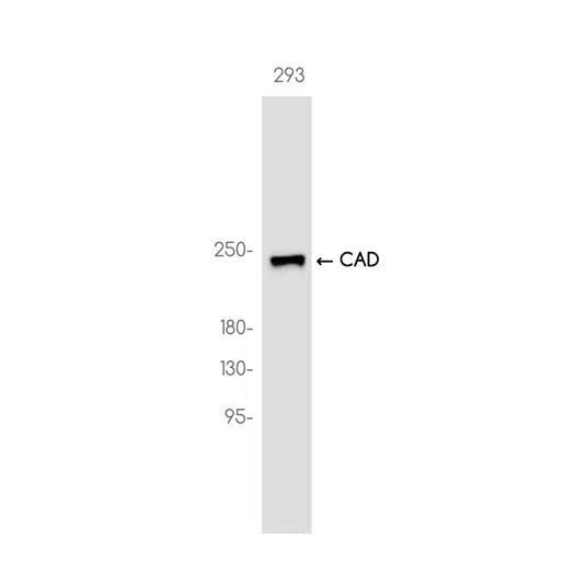 CAD Rabbit Monoclonal Antibody - Size: 100µl