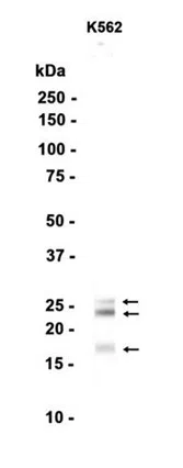 FGF2 Rabbit Monoclonal Antibody - Size: 100µl