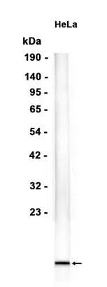 ARMET Rabbit Monoclonal Antibody - Size: 50µl