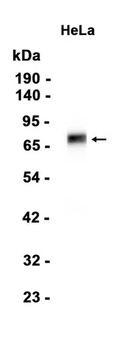 Extracellular matrix protein 1 Rabbit Monoclonal Antibody - Size: 100µl