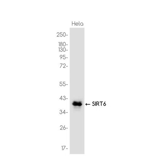 SIRT6 Rabbit Monoclonal Antibody - Size: 50µl