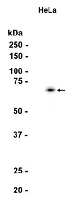 SHP2 Rabbit Monoclonal Antibody - Size: 100µl