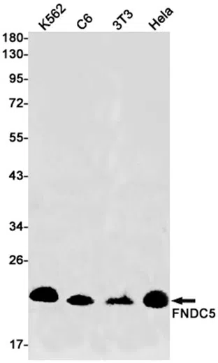 FNDC5 Rabbit Monoclonal Antibody - Size: 50µl