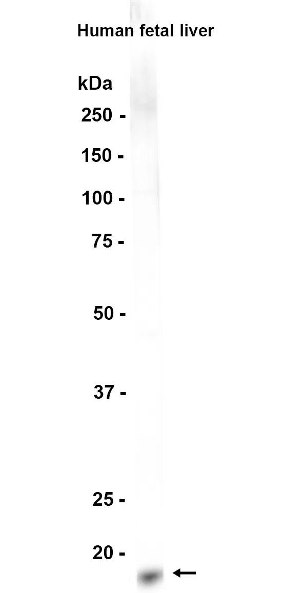 Claudin 1 Rabbit Monoclonal Antibody - Size: 100µl