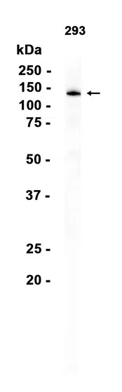 APAF1 Rabbit Monoclonal Antibody - Size: 100µl