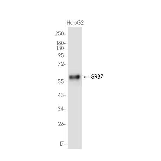 GRB7 Rabbit Monoclonal Antibody - Size: 100µl