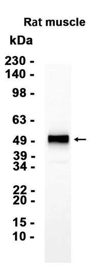 alpha Sarcoglycan Rabbit Monoclonal Antibody - Size: 100µl